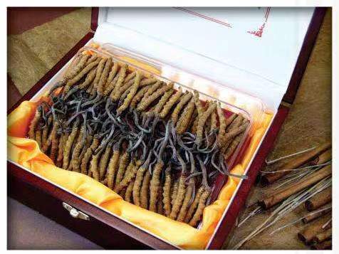 道真冬虫夏草回收